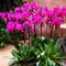 Додекатеон 'Рэд Уингс' /   Dodecatheon pulchellum 'Red Wings'